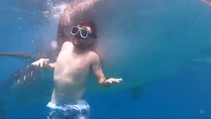 Fuerte VIDEO | Captan momento en que un hombre es GOLPEADO por un tiburón ballena cuando buceaba