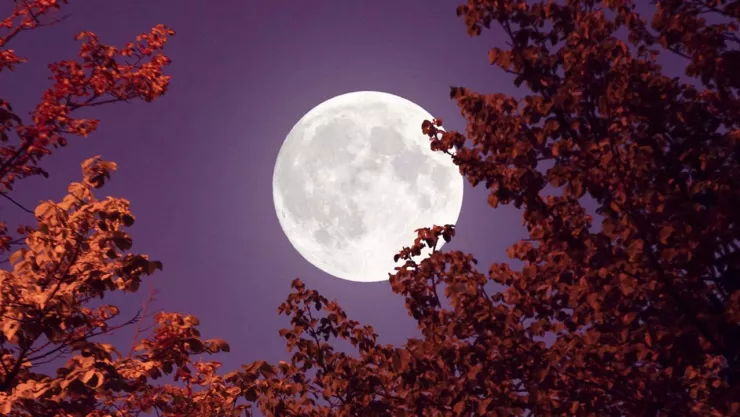 Luna Llena de Flores 2024