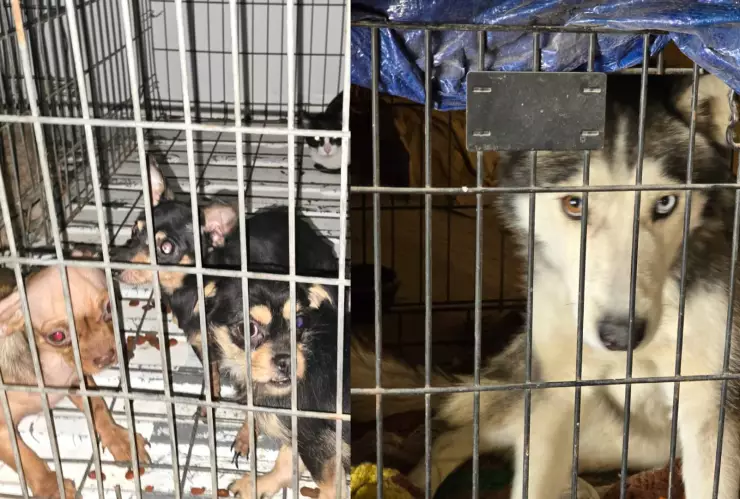 asegura 13 animales víctimas de maltrato