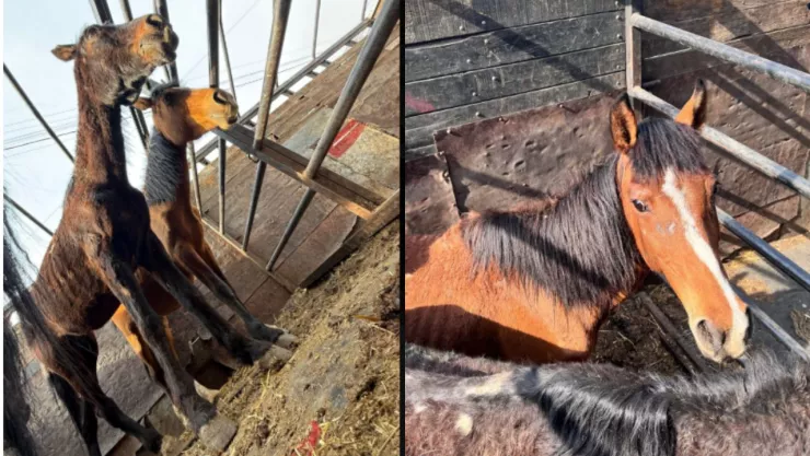 Salvan a 5 caballos afuera de un rastro clandestino