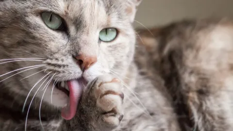 gato