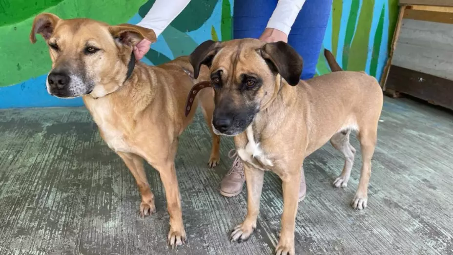 cómo adoptar perrito rescatado Metro CDMX