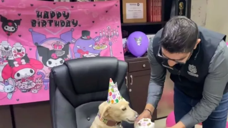VIDEO Alcalde de Ensenada muerde pastel de cumpleaños de su perrita y se lleva sorpresa