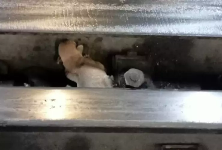 Personal del Metro CDMX rescata a cachorro en vías de la Línea 9