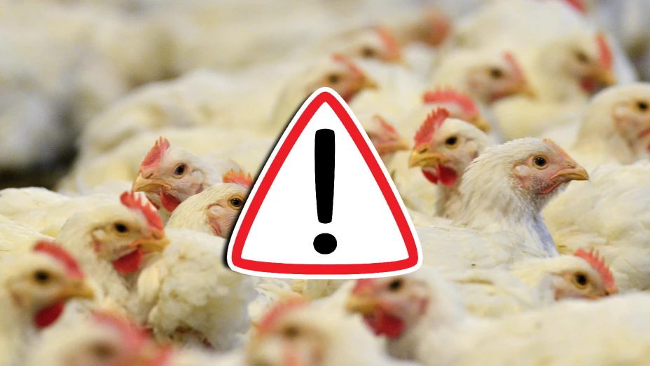 EU confirma el primer caso de muerte de un paciente por la rara cepa de Gripe Aviar H5N5.webp