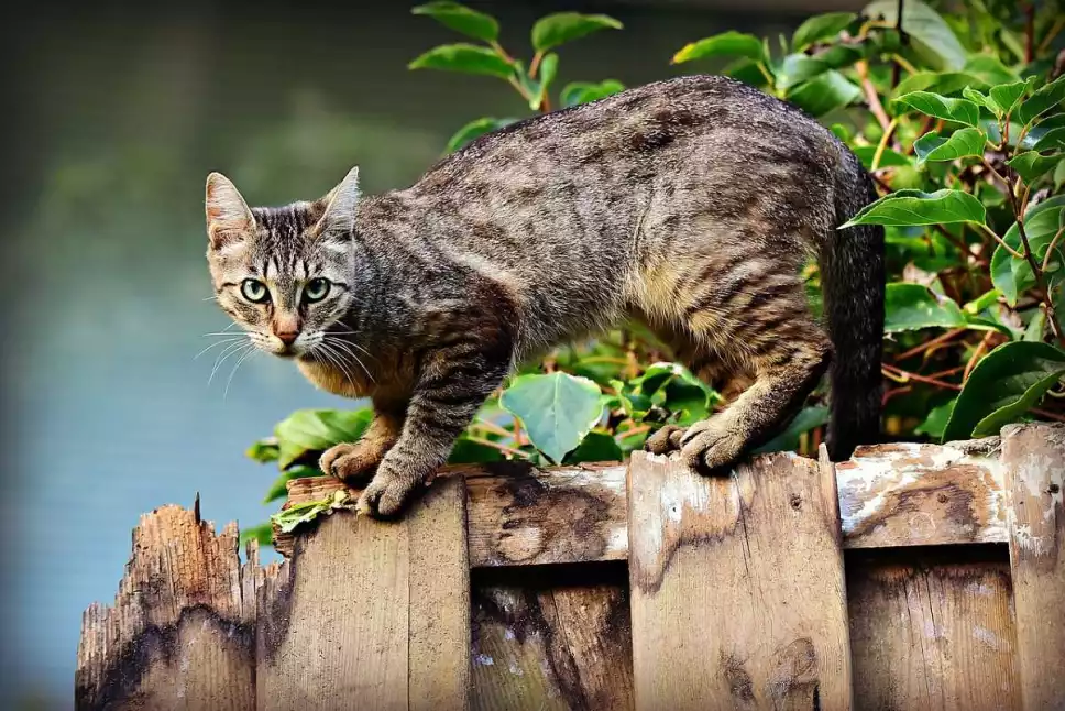 gato-domestico-plaga-mundial-adn-40.jpg