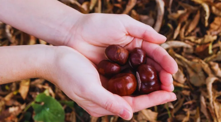 Qué significa que una persona lleve una castaña en el bolsillo en otoño