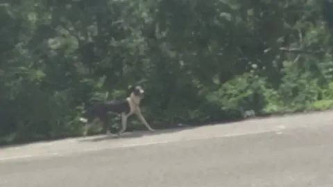 Exponen presunto caso de ABANDONO animal en Mérida; esto sabemos