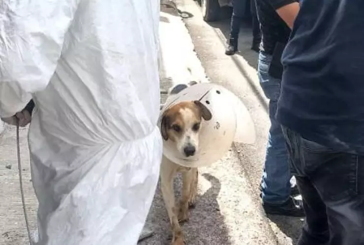 Rescatan a 32 perros y 19 gatos en Michoacan.jfif