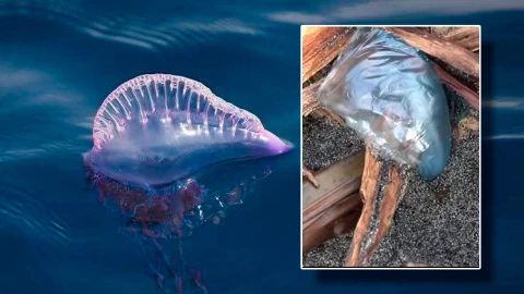 ¿Qué son las carabelas portuguesas, especie marina vista en playas de Tabasco y por qué es peligrosa?