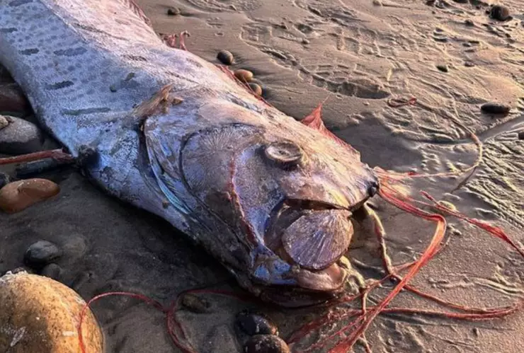 pez remo en las costas de california noviembre 2024.jpg