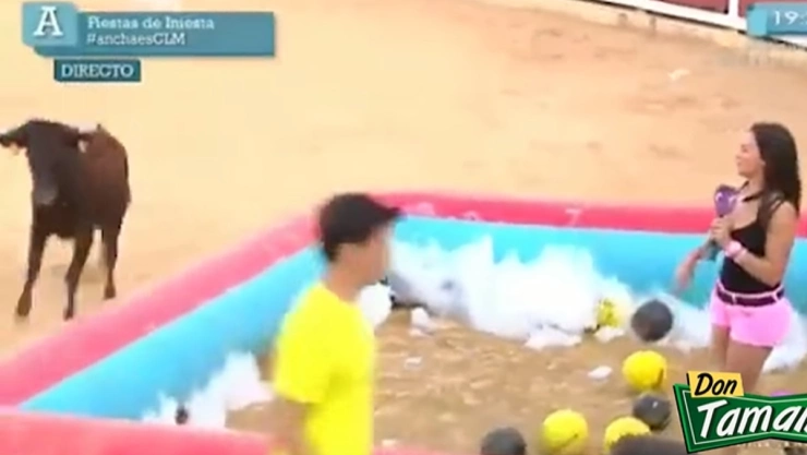 Toro ataca a conductora en vivo.