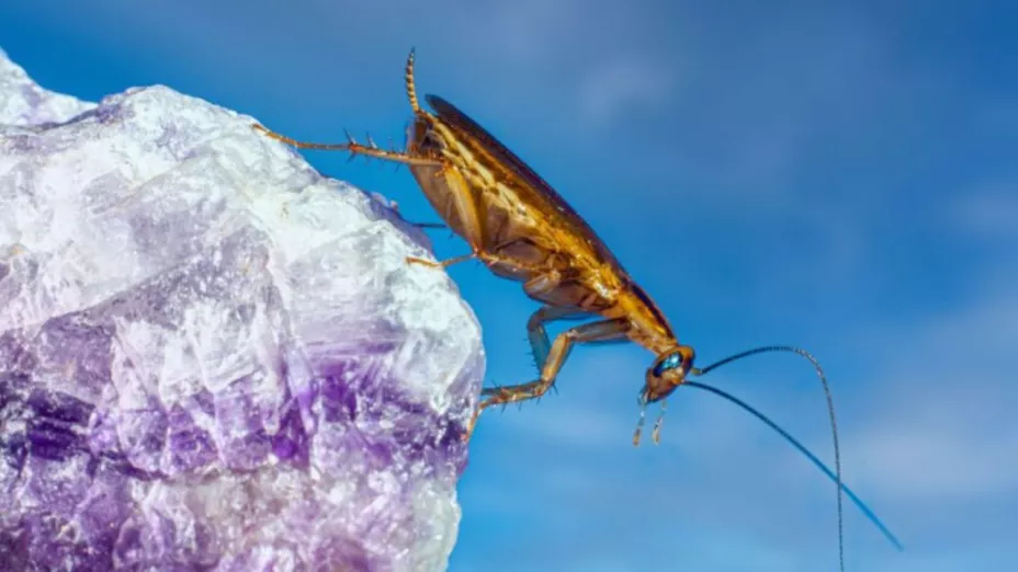 El electrodoméstico que atrae más cucarachas a tu casa