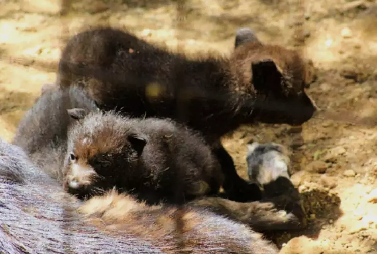Nacen cachorros de lobos canadienses en el Zoológico de León