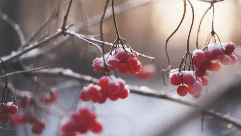 vacaciones de invierno