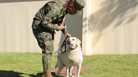 perrita frida semar salud