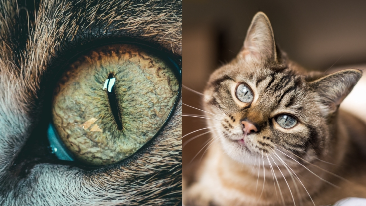 /mascotas/veterinarios-razon-gato-manchas-negras-ojos