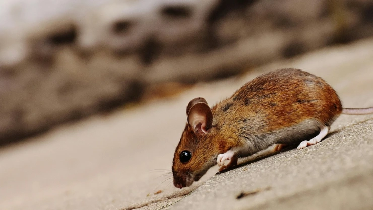 ratas-arizona-alerta-sanitaria