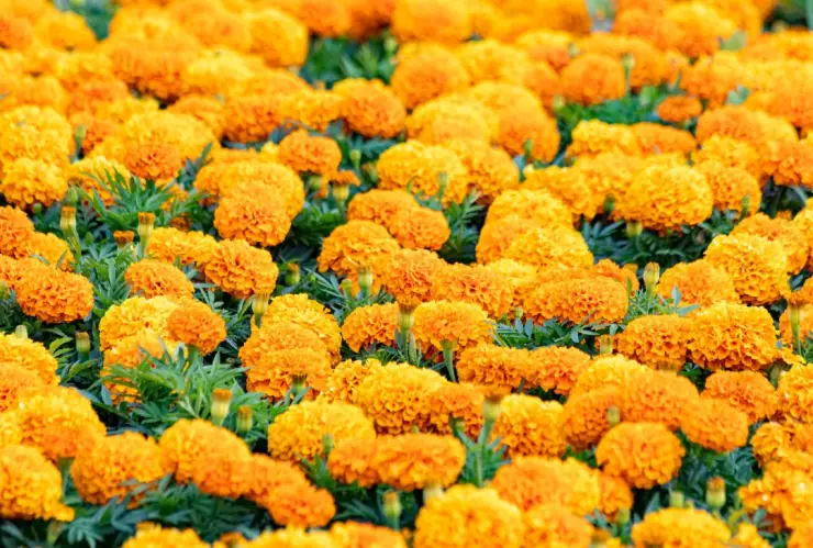 Visita los campos de cempas&uacute;chil cerca de CDMX