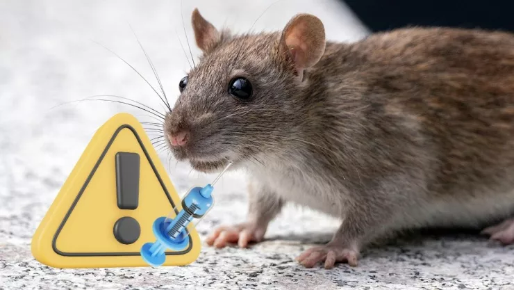 Advierten por peligros de hantavirus