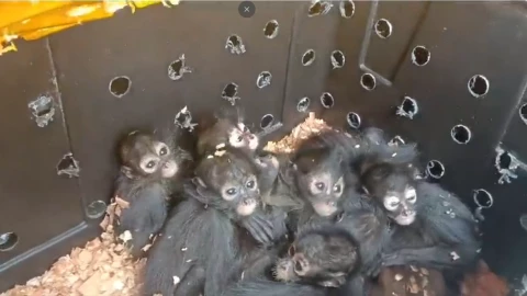 Monos rescatados