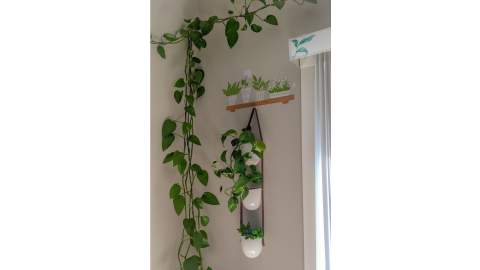 planta