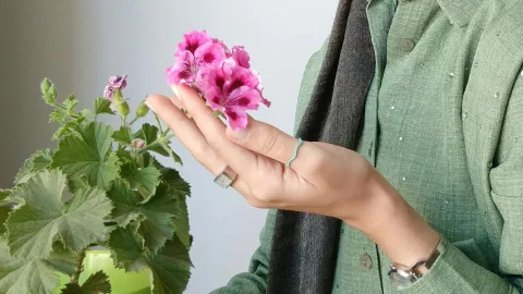 plantas aromáticas interior