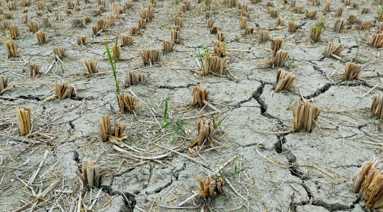 Conagua alerta por 5 estados que tienen sequía excepcional en México