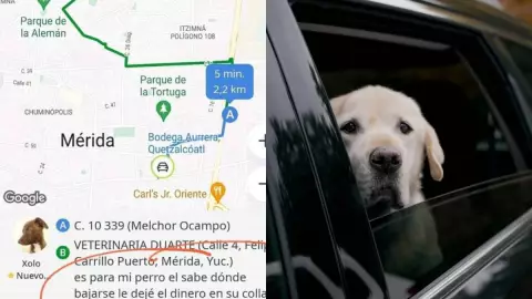 VIRAL_ Piden auto de plataforma para perrito en Mérida