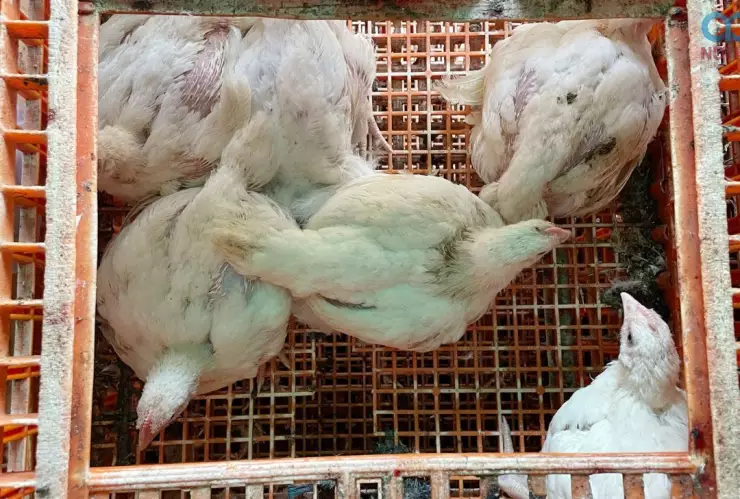 Nuevos sintomas de la gripe aviar