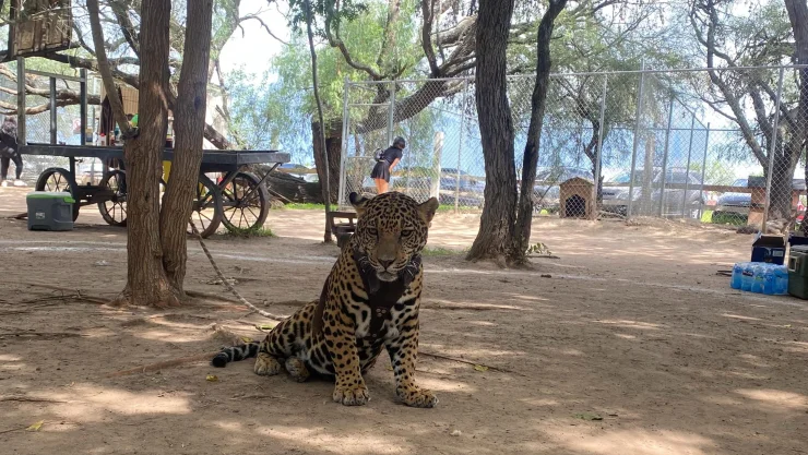 Jaguar
