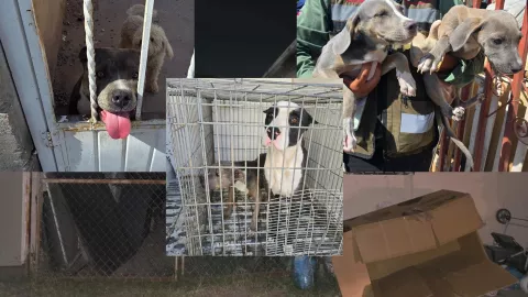 Animales rescatados.jpg