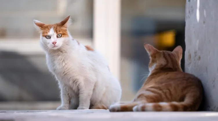 /estilo-de-vida/gesto-gatos-se-te-acerquen-confirmado-veterinarios