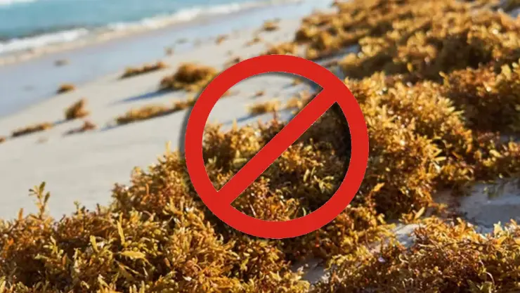 Semáforo del sargazo en Cancún, Playa del Carmen y Tulum hoy: ¿Qué playas visitar?