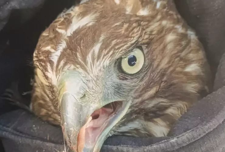 Rescatan aguililla cola roja en Tlajomulco