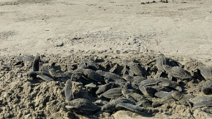 tortugas en michoacán.jpg