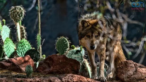 Día de los animales