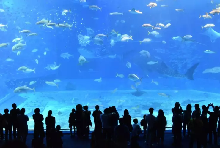 Hombre pierde la vida tras caer a un estanque de lobos marinos en zoológico de la CDMX