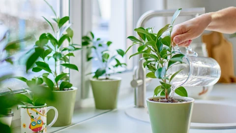 Tener estas plantas en tu casa es como poner un “aire acondicionado”
