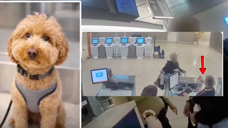 Mujer deja abandonado a su perro en un aeropuerto de Las Vegas, Estados Unidos..jpg