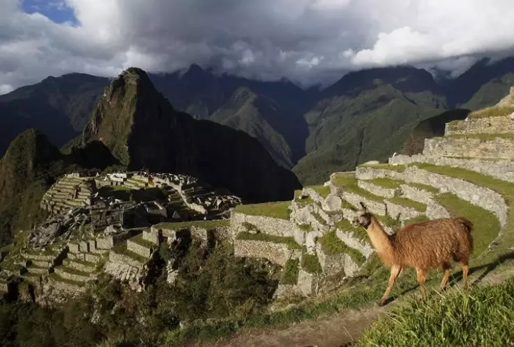 Imagen de archivo de una llama vista en la ciudadela de Machu Picchu, en el Cusco, Perú