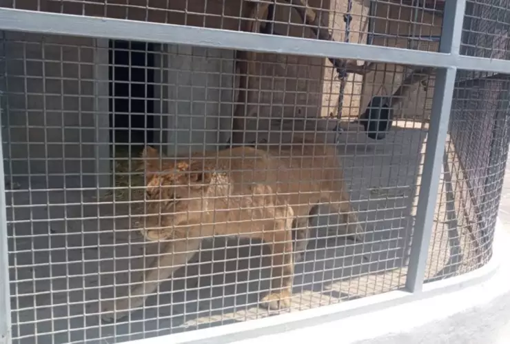 Profepa rescata cachorra de león en Atizapán, Edomex