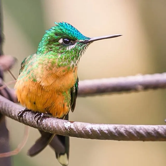 colibrí