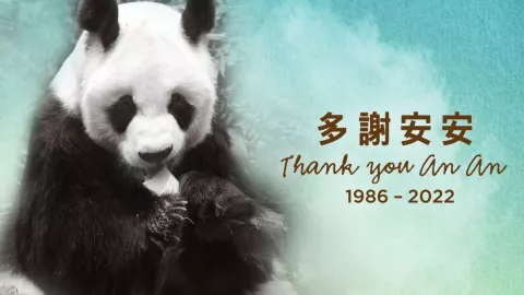 panda m&aacute;s longevo An An