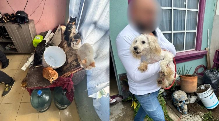 Rescatan-a-7-gatos-y-un-perro-de-maltrato-animal-en-Edomex