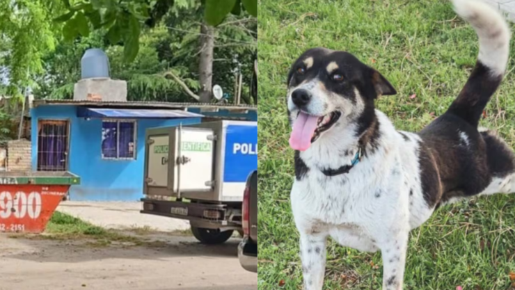 Mujer asesina a sus 28 mascotas en Argentina