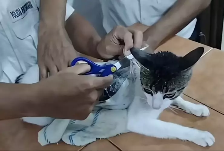 Atrapan a un gato que era usado para introducir droga a una cárcel en Costa Rica