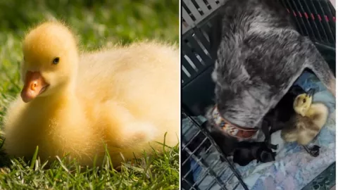 Perrita, pato, video.jpg