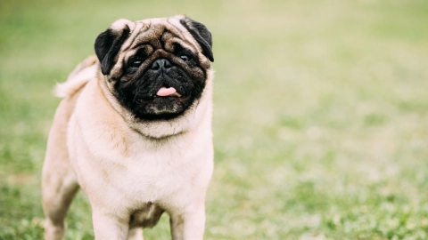 perro pug Grigory_bruev.jpg