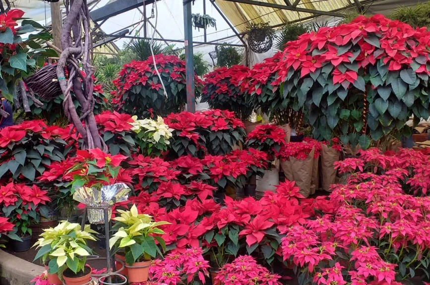 En estos mercados de flores puedes comprar tus nochebuenas.
